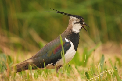 vreemd genoeg zie je niet vaak een kievit op BP voorbijkomen...misschien nu wat vaker omdat de grutto's en tureluurs onze weilanden alweer verlaten hebben?? Deze kievit zit steevast bij het binnenkomen van de Arkemheen in de berm (k neem tenminste aan dat het steeds dezelfde vogel is...)