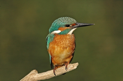 foto,s van mijn nieuwe ijsvogel spotplek