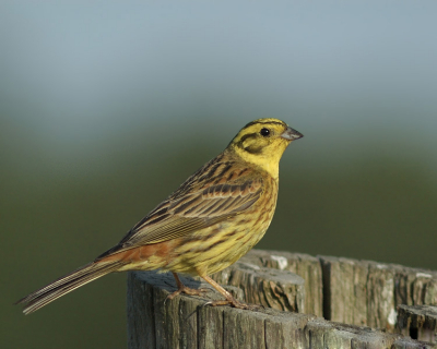 Erg bang was hij niet dit mooie  kleine  gele vogeltje toen ik  met de auto naast hem stopte om een foto te maken