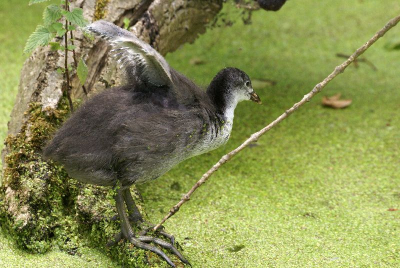 Even uitrekken. Ik heb deze Meerkoeten gevolgd van 'geboorte' tot nu. Ervaren ouders want ze hebben ze alle vier nog en ze zijn gezond en mollig!