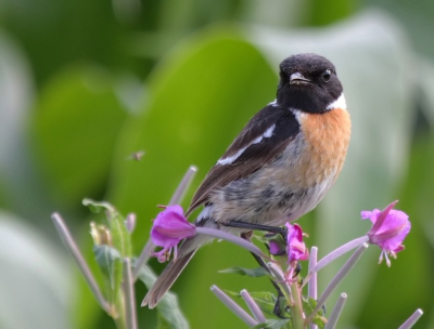 na een lange periode geen tijd te hebben gehad om te fotograferen kon ik vanavond even een paar uurtjes op pad gaan.
er was niet veel te beleven maar toch nog een paar foto's kunnen maken van deze roodborsttapuit.
foto gemaakt vanaf rijstzak vanuit de auto