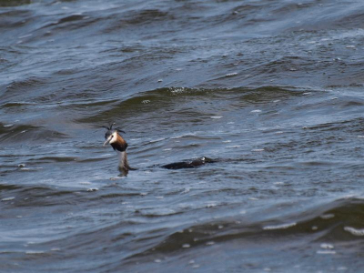 Onze eerste foto op birdpix. Nog even dooroefenen en het worden echte toppers