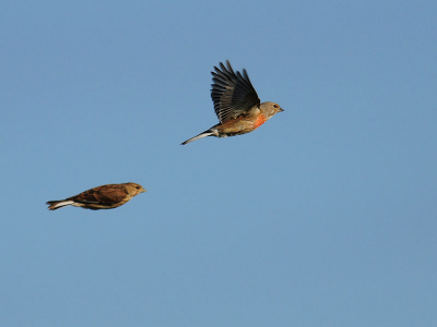 Mevrouw en meneer op de vlucht.