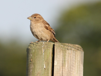 Deze foto heb ik genomen in de tuin, van op ongeveer 6m. 

f9.0, 1/500, iso 400. Graag opbouwende kritiek, het is mijn eerste vogelfoto met een spiegelreflex.
