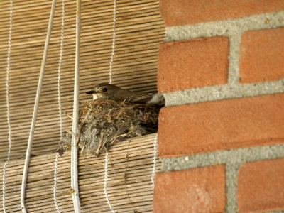 Deze Grauwe vliegenvanger heeft zijn nest gemaakt op een zonwering boven een keukenraam.