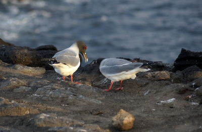 Deze vogel komt enkel op de Galapagos Eilanden voor.