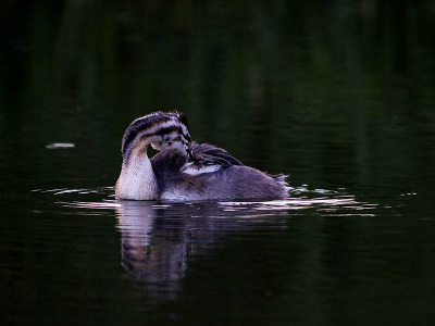 Jonge Fuut ordend haar veren voor het slapen gaan.
Bij laagstaande zon met tegenlicht.
E3- 2.8-300mm met 1.4 converter. 1/250 -1,3LW