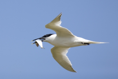 Returning from a successful fishing trip at Rye Harbour Reserve, U.K.