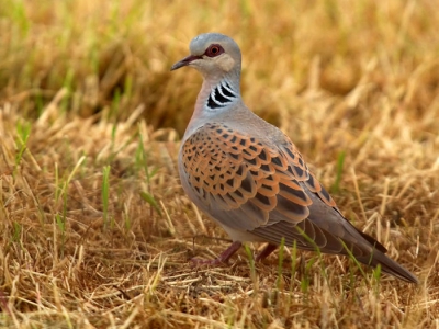 In het avondzonnetje was een koppeltje tortels aan het foerageren op een net gemaaid weiland.