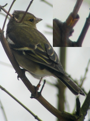 Deze Vink zit sinds 1 maart bij mij in de tuin. Iemand enig idee waar deze ring vandaan zou kunnen komen? Het is een zgn. knijpring en er staat '19' in gegraveerd. Verder draagt de vogel geen andere ring(en).