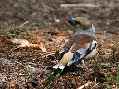 Ik heb lang getwijfeld om deze opname te plaatsen. Ik had liever de voorkant van de vogel met een hoger standpunt in beeld gehad, maar....... de achterzijde mag er ook wezen qua verentekening.