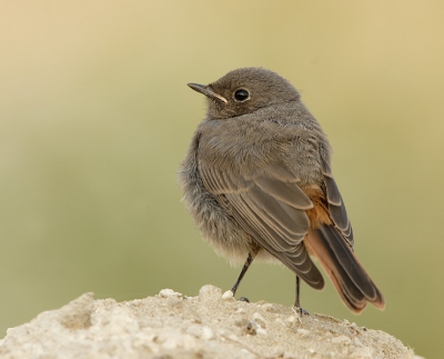 In de nieuwbouwwijk waar ik woon zitten flink wat Zwarte Roodstaarten. In deze tijd worden de jongen niet meer gevoerd door de ouders maar zwerven nog wel rond in het territorium van pa en ma. Een tijdje posten bij wat rommel in de buurt levert je af en toe een goed moment op. Foto is alleen gecropt ten behoeve van het wijzigen van de compositie en dus bijna full frame.

Meer foto's op onze site www.pbase.com/brenda_michel