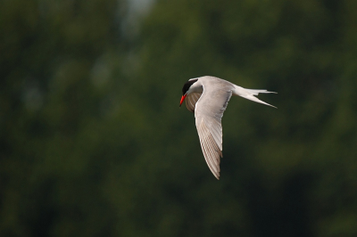 een groene achtergrond laat deze ranke vogel toch veel meer nog tot zijn/haar recht komen...alhans, dat vind ik