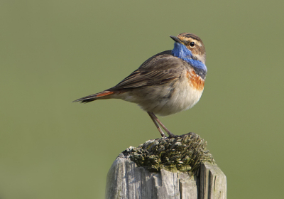 blauwborst nog van het voorjaar.