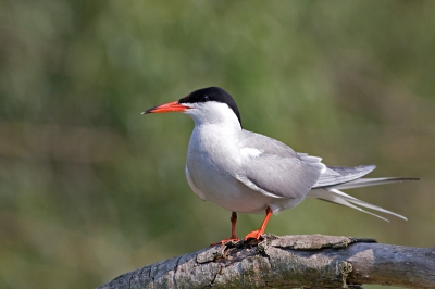 nog eentje uit Delta. Visdiefjes bleven mooi zitten en trokken zich niets aan van de voorbijtrekkende boot. Niet gecropt.