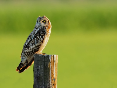 Nog een foto van de velduil.