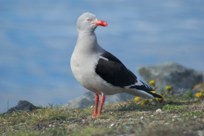 In de buurt van de haven in Ushuaia in Argentinie kwamen we deze meeuw tegen. Ben erg benieuwd of iemand weet welke meeuw het is.