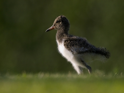 Jonge scholekster in de vroege avond op een grasveldje.
Wacht geduldig af of ma wat eten vind. Vanaf een lager dan laag standpunt.
E3 2.8-300 2x 80% van origineel. 320 ASO
