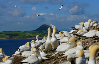 Een enorme belevenis om op Bass Rock in Schotland te komen en overal om je heen Jan van Genten te zien en horen. Ik heb hier geprobeerd om ook iets van de omgeving (vaste land bij North Berwick) te laten zien.

Sony A100, 70-200 F2.8 G lens, 70mm F8, 1/1000