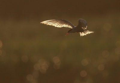 Een visdiefje in tegenlicht.
iso400 f6.3 1/3200 -2/3stop 700mm