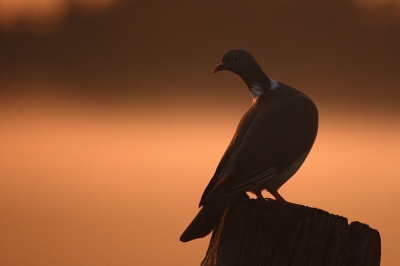 vanmorgen weer een aantal genoeglijke uurtjes in de polder doorgebracht...nevel, zon, rust en stilte en veel vogels..