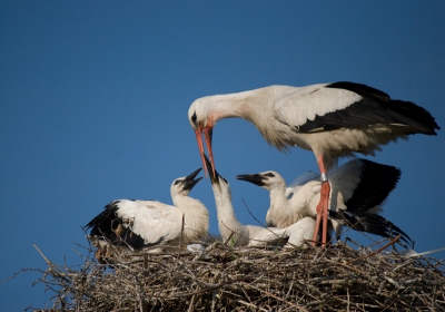 Net geland op het nest met voedsel voor de jongen.