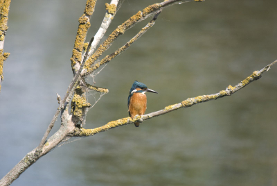 Ik vind dat mijn foto's niet van het type 'sprankelend van kleur, goed belicht en rete-scherp' zijn.
Vraag mij dus af in hoeverre dat aan mijn Nikon D80, Sigma 50-500 objecties, of gewoon, aan MIJZELF, zijnde de fotograaf, ligt. Graag commentaar!
Ligt het aan de ISO-waarde, bewegingsonscherpte, of wat?