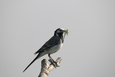 Ik vind dat mijn foto's niet van het type 'sprankelend van kleur, goed belicht en rete-scherp' zijn.
Vraag mij dus af in hoeverre dat aan mijn Nikon D80, Sigma 50-500 objecties, of gewoon, aan MIJZELF, zijnde de fotograaf, ligt. Graag commentaar!

Is dit trouwens een kwikstaart?