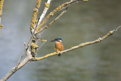 Ik vind dat mijn foto's niet van het type 'sprankelend van kleur, goed belicht en rete-scherp' zijn.
Vraag mij dus af in hoeverre dat aan mijn Nikon D80, Sigma 50-500 objecties, of gewoon, aan MIJZELF, zijnde de fotograaf, ligt. Graag commentaar!