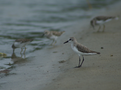 drie kleinste op achtergrond