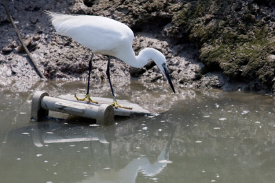 Vorige Kleine zilverreiger kwam helaas niet door ballotage. Deze dan maar eens proberen. Kleine zilverreiger fouragerend in brakke water rondom zoutwinningsbakken op Ile de R (prachtig schiereiland voor atlantische kust Frankrijk).
