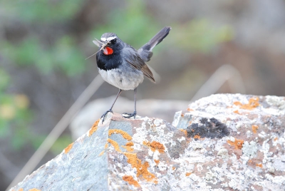 Tijdens een vogelreis naar Kirgizi met Central Asia Birding de volgende pracht vogel vereeuwigd. 

Het mannetje is een echte charmeur en biedt het vrouwtje regelmatig insecten aan!

Brandpuntsafstand; 550mm - F/4.0 - Belichtingstijd 1/250sec.  

Groet Machiel