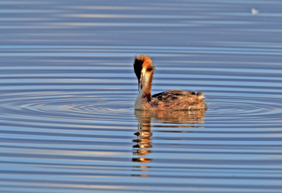 's Morgens vroeg, rond half acht, moet er gepoetst worden om er weer goed uit te zien voor de nieuwe dag.

Materiaal: Canon 1D Mark III, Canon 500mm f/4.0 en Canon extender 1.4