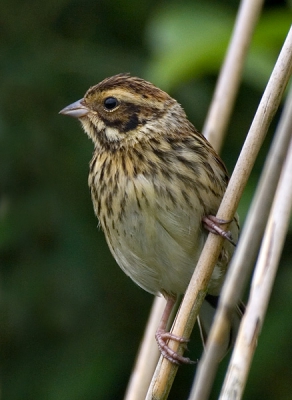 Deze foto heb ik gemaakt vanuit de vogelkijkhut bij de Lettelberter Petgaten (Lettelbert, prov. Groningen). Het is een Rietgors in het... riet natuurlijk.

Gebruikte apparatuur: Pentax K20D, Sigma 500mm f/4.5 APO EX. 1/320s bij f/7.1 en ISO 400.
De foto is gecropt, vervolgens verkleind en verscherpt in Adobe Photoshop CS3.