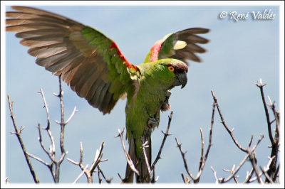 A Maroon-fronted Parrot arriving to its pearch