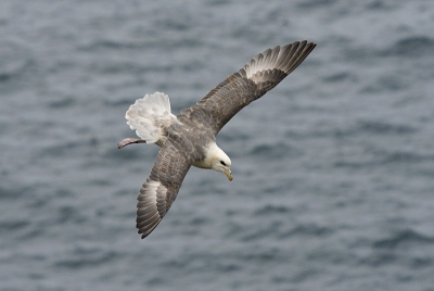 Noordse Stormvogel, Handa Schotland.
