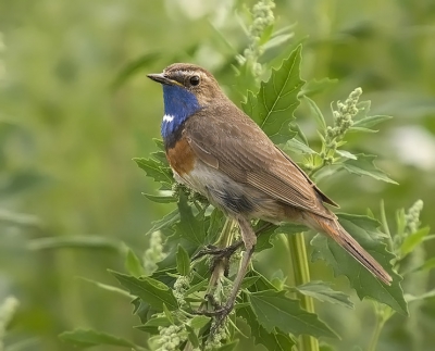 Geprobeerd een jonge blauwborst op de plaat te zetten Nog niet echt gelukt. De ouders zijn toe aan een nieuw kleed.