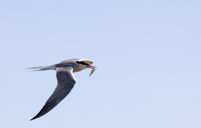 Vlucht gedrag en pad van de vogel bestudeerd. foto op Autofocus gemaakt met vast instelpunt. Foto in de ochtend genomen i.v.m. het ligt op die locatie.