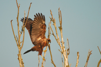 deze, volgens mij nog juveniele, bruine kiekendief had grote moeite om in het topje van de boom plaats te nemen...daardoor werd wel de schoonheid van deze vogel fraai zichtbaar