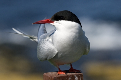 De sternjes op de Farn eilanden blijft altijd een belevenis, maar het word nu toch wel erg druk. Het lijkt dat de vogels daar niet onder lijden.