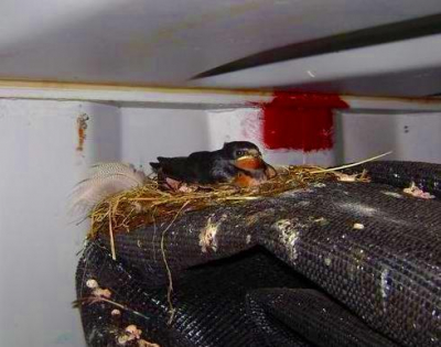 Zat achter in een container op zijn nestje. Anderen waren al uitgevlogen. hij dook wel iedere keer weg dus het was nog knap lastig.