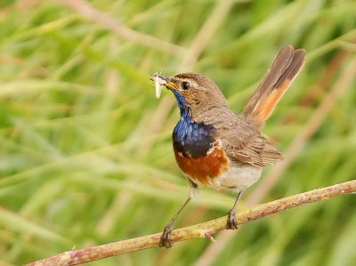 De jongen hebben veel voedsel nodig en de ouders hebben het er maar druk mee. Gelukkig klaarde het weer vanmiddag lekker op en werden ook de insecten wat actiever. Dat gaf de ouders in ieder geval de gelegenheid om wat meer voedsel te verzamelen.