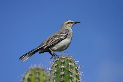 Een oude foto, nog met de 300D en 75-300 gemaakt. De meest bezongen vogel maar hij kan er zelf ook wat van.
Virtuoos in het balanceren op de stekelige punten van een cactus.