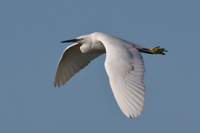 Kleine zilverreiger in vlucht (lijkt me duidelijk.....)