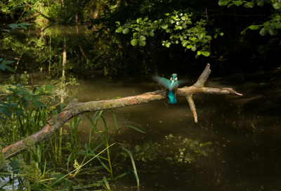 nog eentje van de ijsvogel in het landschap nu aan het
landen op de tak naar een mislukte vis poging.
44mm f10 vanaf statief met afstandsbediening