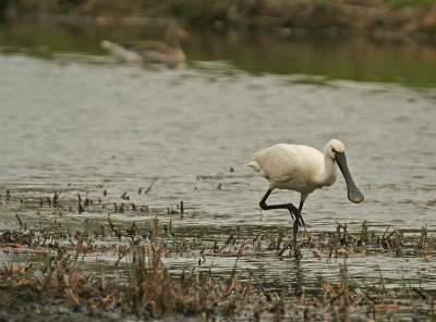 Deze lepelaar zagen we op korte afstand rondscharrelen in het natuurgebied "Zwanenwater" even ten zuiden van Callantsoog. De foto heb ik gemaakt met een 400mm lens op mijn camera.