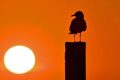 Silhouet van Kokmeeuw.