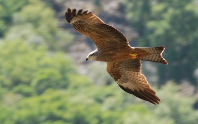 Zelfs met de veldgids roofvogels erbij kan ik er maar niet achter komen of het nou een zwarte of een rode wouw is. Andere jaren in Extremadura zag ik nauwelijks rode, maar dit jaar waren er toch nogal wat. Wie het weet mag het zeggen, de foto is om ongeveer half twee 's middags genomen. 1/125 sec. bij f/13