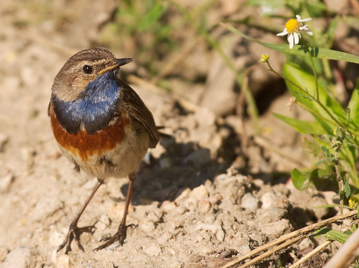 Het blijven prachtige vogels. 
Foto si iets bijgesneden ivm compositie maar niet veel. Leuk om te zien hoe ze 'vaste' plekken afgaan op zoek naar voedsel. Hier wordt even een bloemetje geinspecteerd.