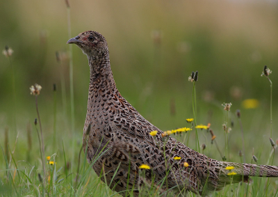 Nadat ik deze vrouwelijk Fazant met haar mooie schutkleuren gesignaleerd had, ben ik gaan liggen in het gras. Toen kwam deze dame nieuwsgierig dichterbij, zodanig dat helaas haar lange staart buiten de foto viel.